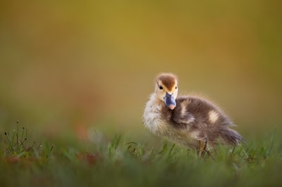 绿草地上的褐小鸭
